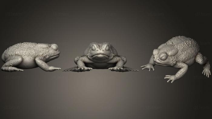 3D model Resting Toad (STL)